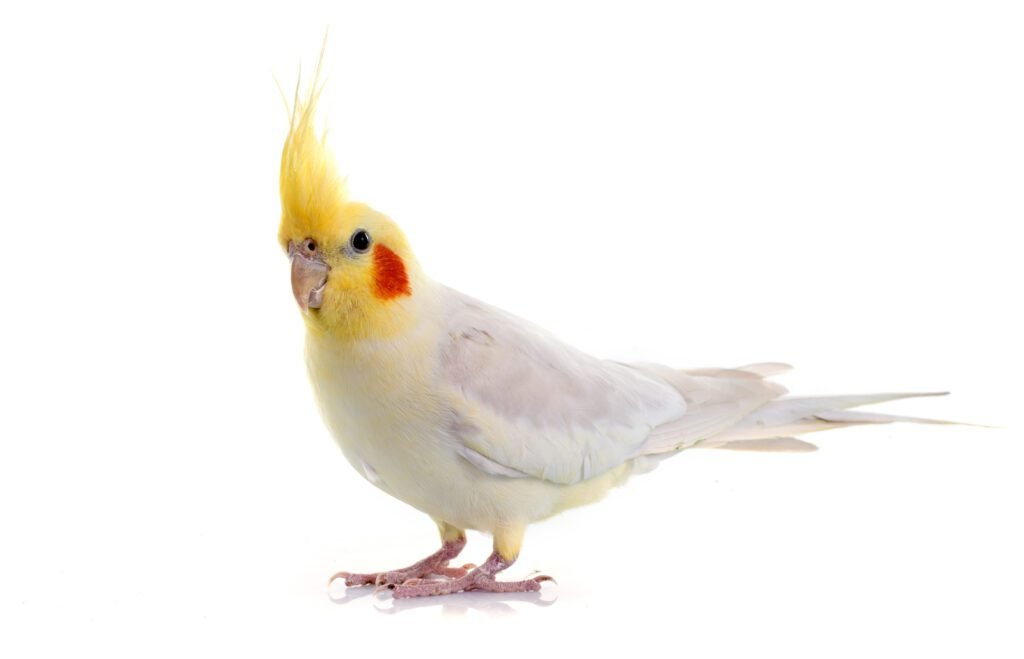 16907060 cockatiel