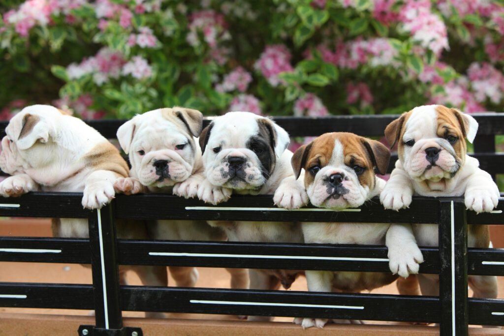 1920 english bulldog puppies standing in wagon