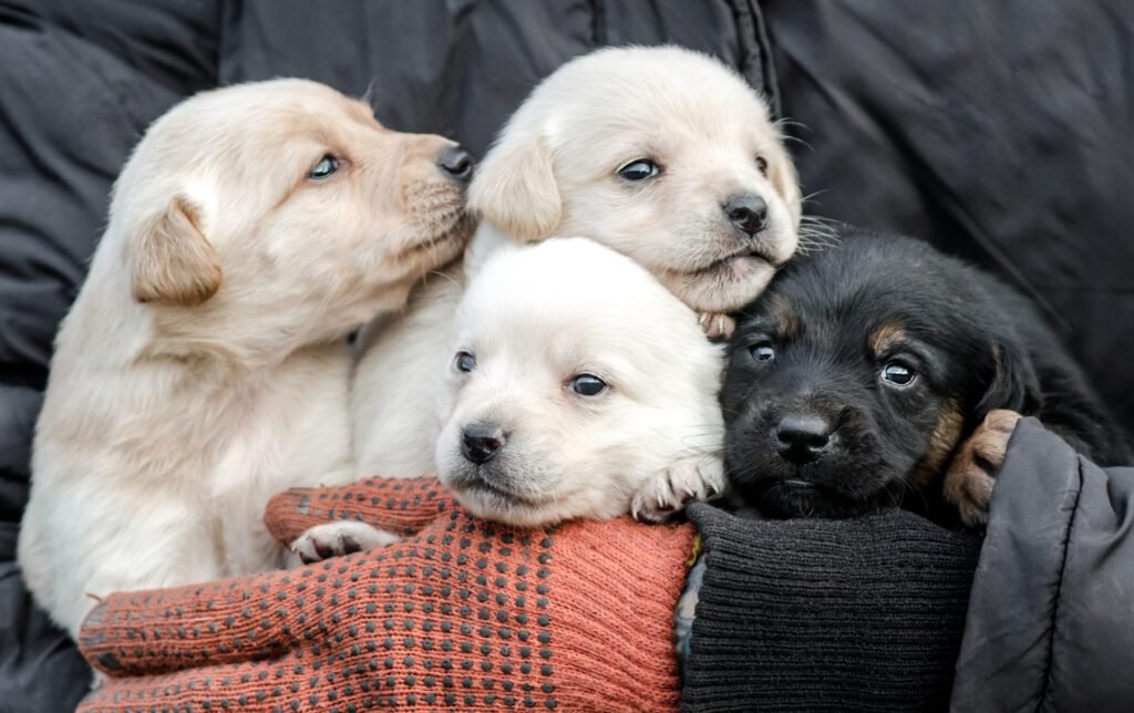 1920 person holding four puppies