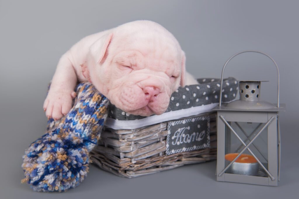 1920 portrait of american bulldog puppy sleeping in wicker basket next to candle lantern