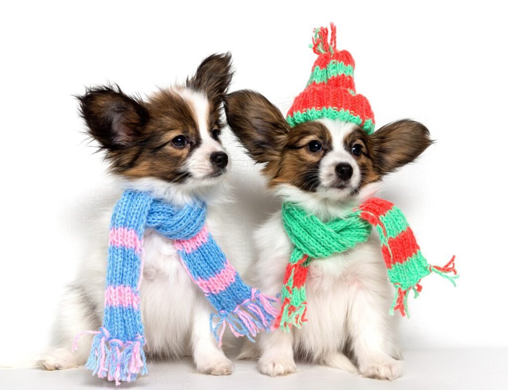 1920 two cute papillon puppies sit in knitted scarves and a hat on a white background