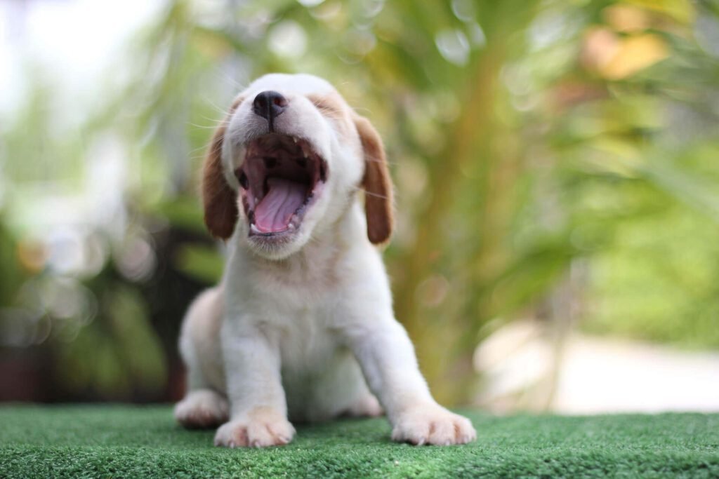 Little yawning puppy