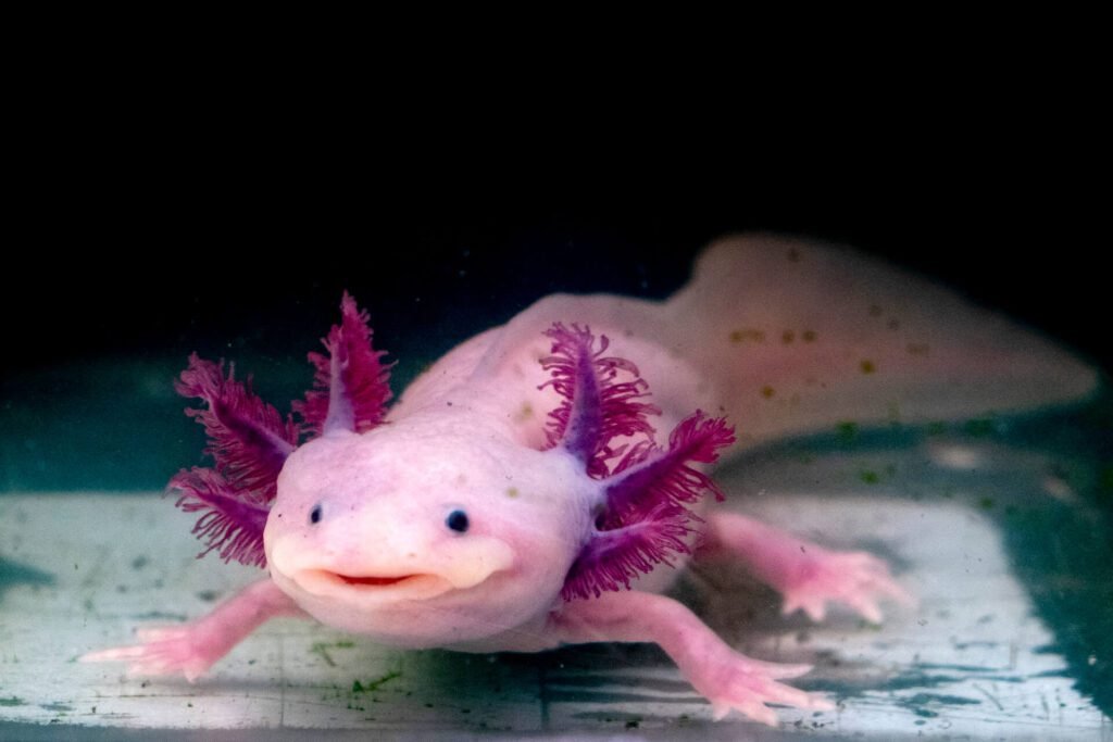 1920 axolotl mexican salamander portrait underwater