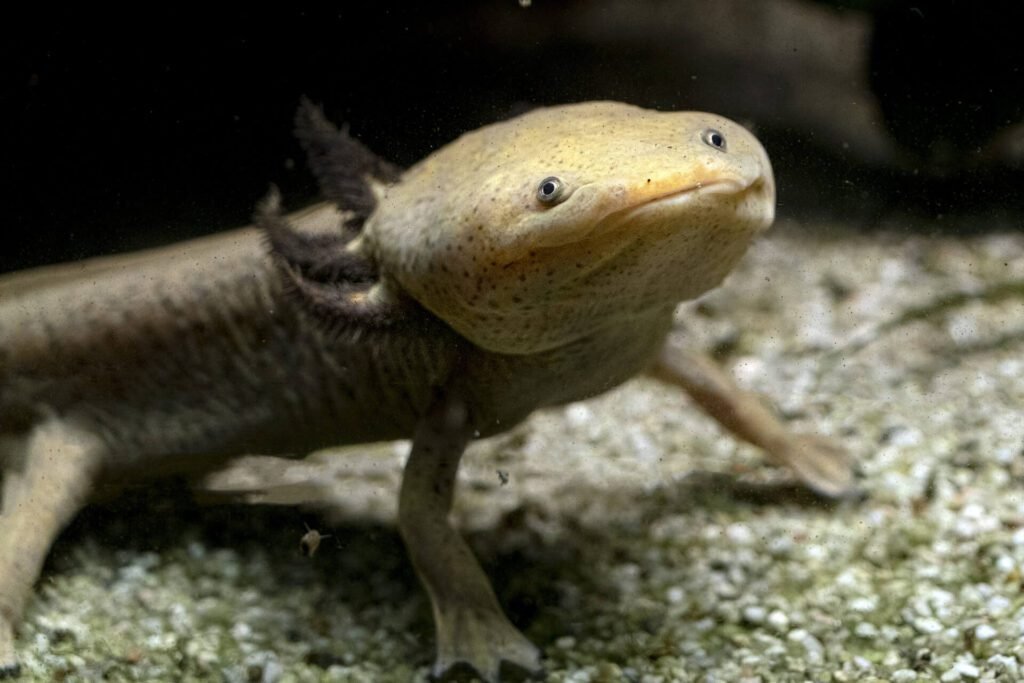 1920 axolotl underwater eating larva artemia