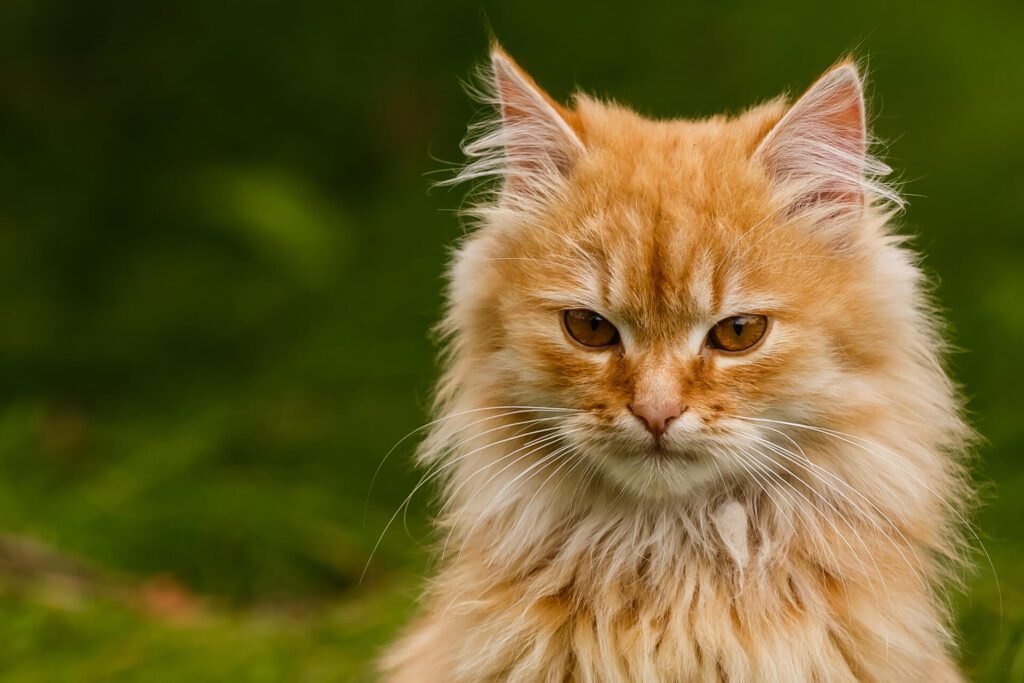 1920 beautiful vivid bright orange color cat lay on green grass in first red maple leaves