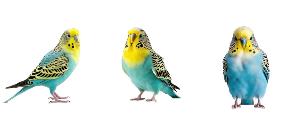 1920 budgerigar budgerigars parakeet animal 1