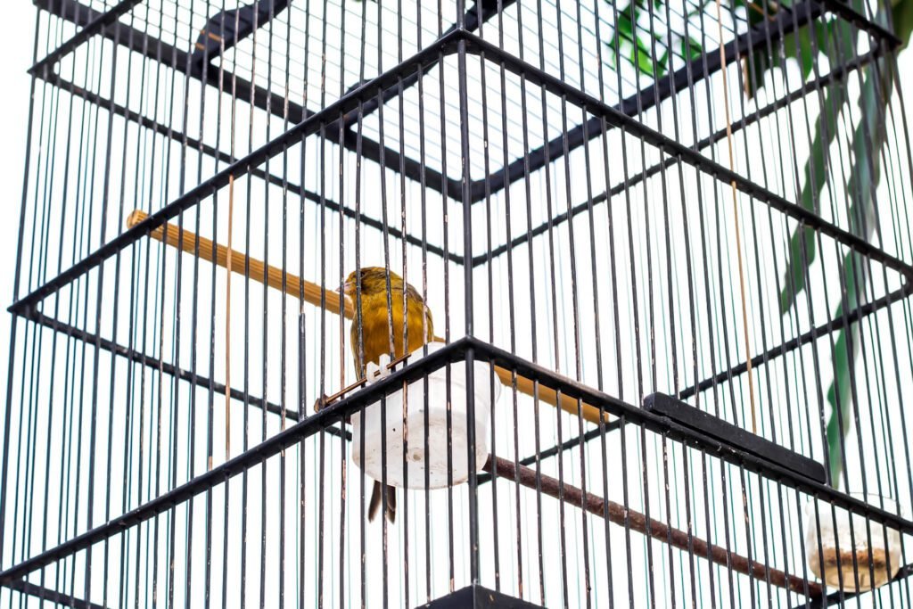 1920 canary bird bird in a cage 1