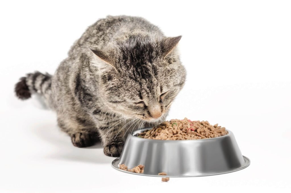 A cat eating prepared food from a metal bowl