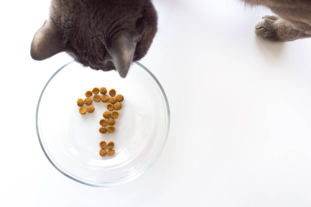 cat eating dry food