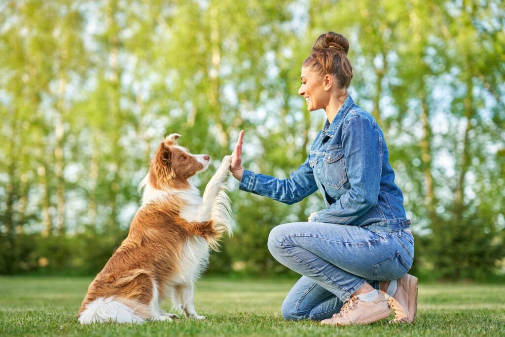 1920 chocolate white border collie with woman owner