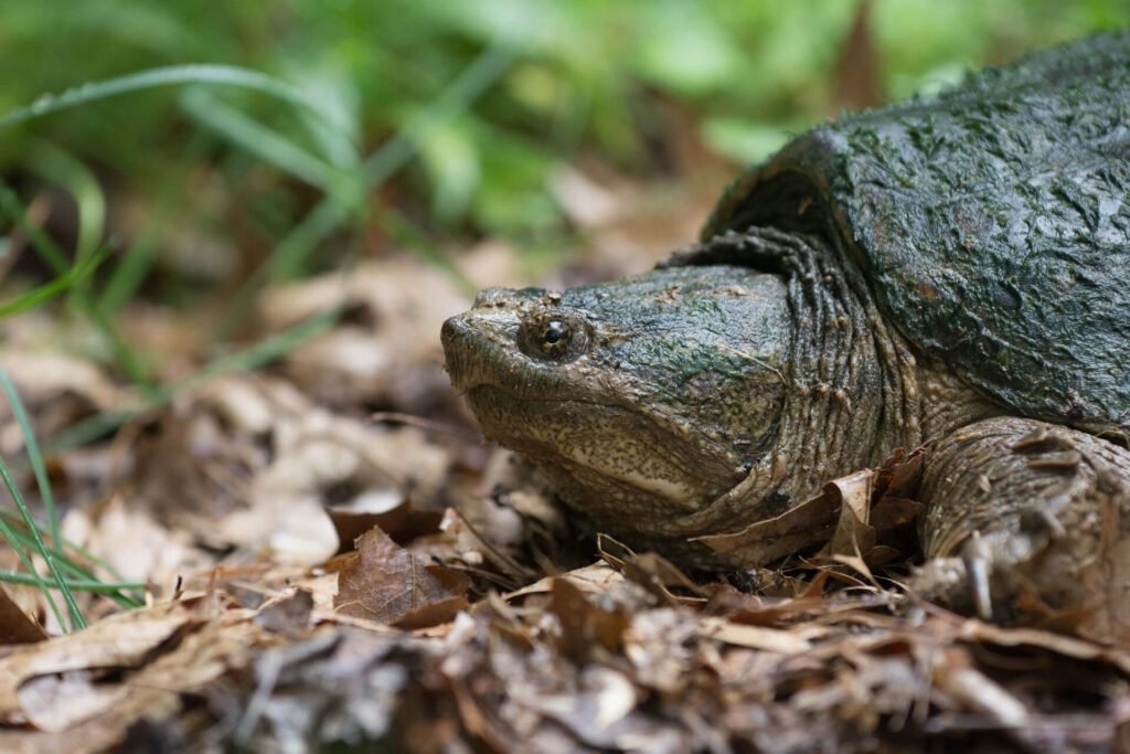 1920 common snapping turtle 1