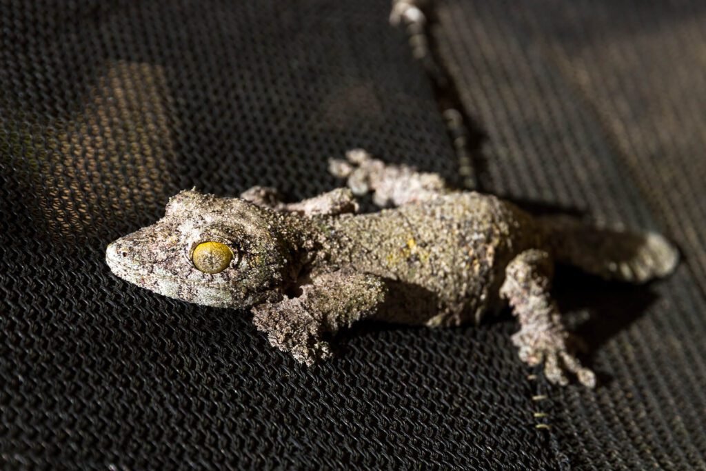 1920 dark mossy leaf tailed gecko