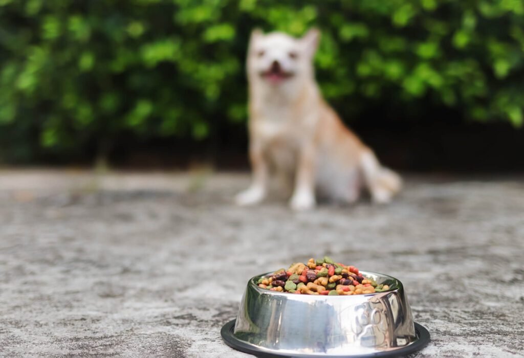 dog and bowl with food