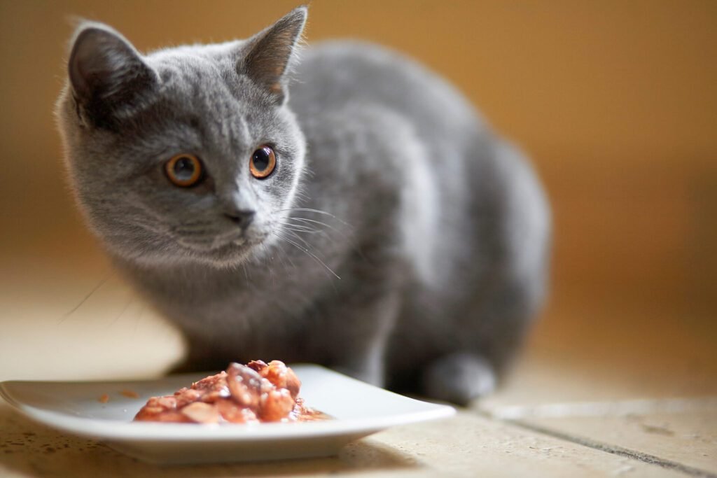 Cat eating fresh food from the plate