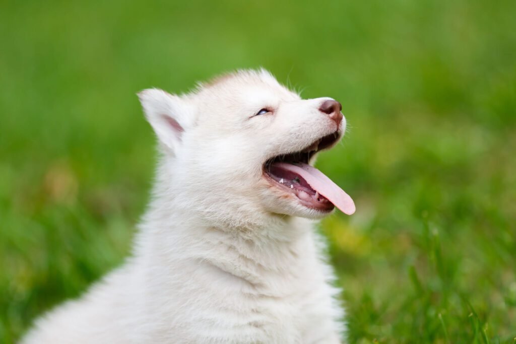 A puppy breathing hard