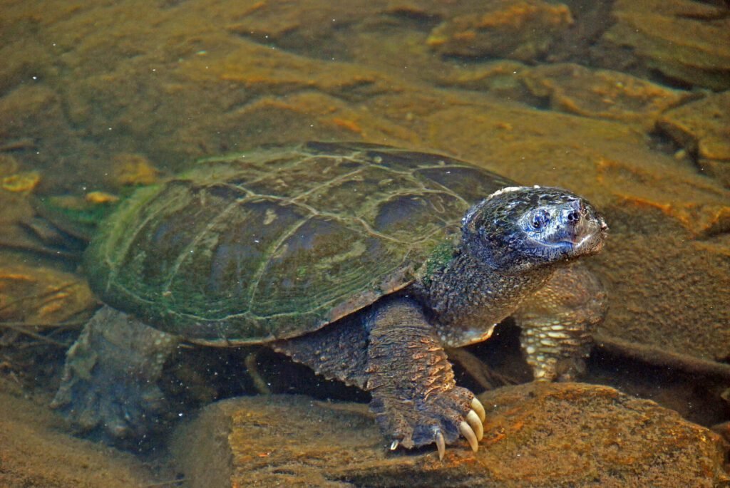 1920 large snapping turtle emerging from the water