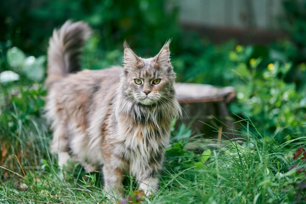 A Maine Coon Cat in the garden