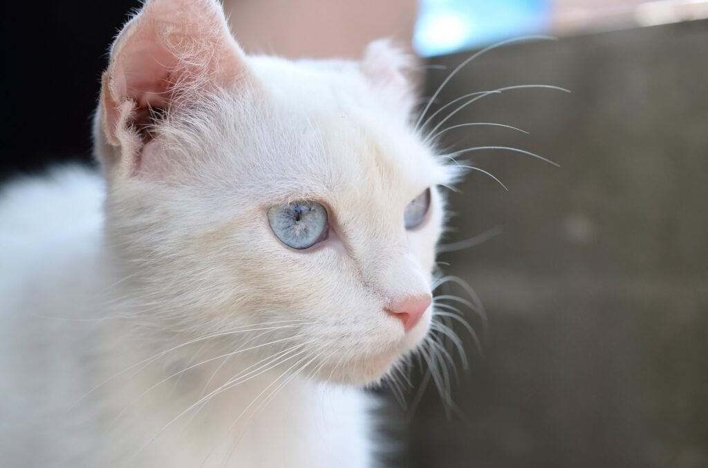 1920 pure white cat with turquoise blue eyes and pink defective ears