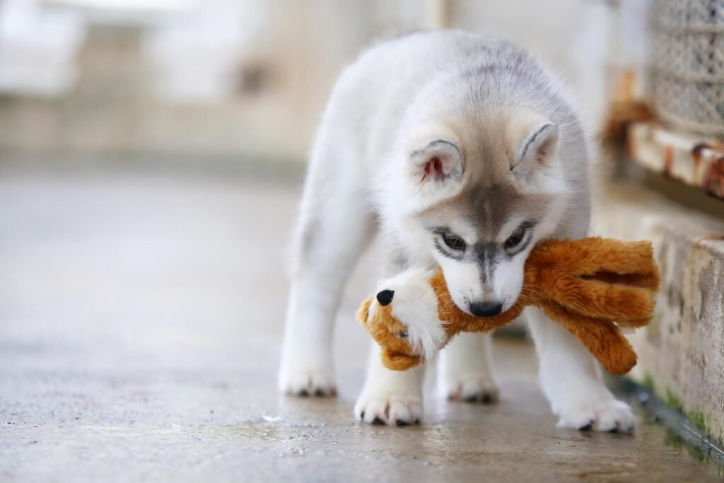 puppy playing with a stuffed toy