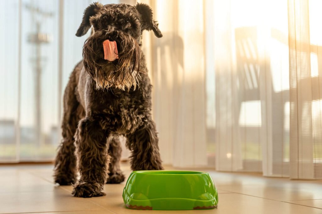 1920 small black dog licks mouth after meal 1