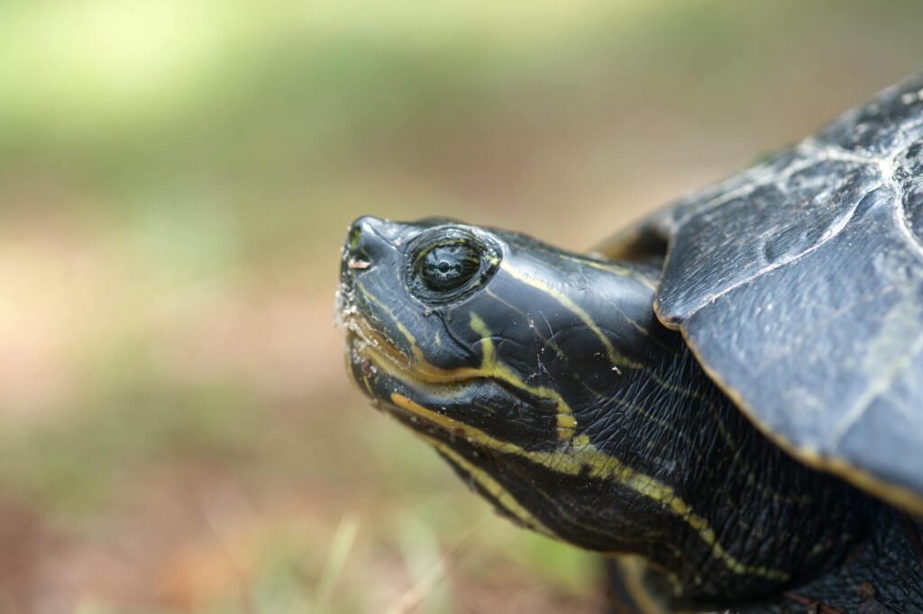 1920 snapping turtle laying its eggs