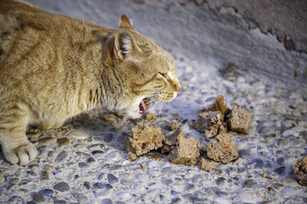 Cat eating food from a stone floor