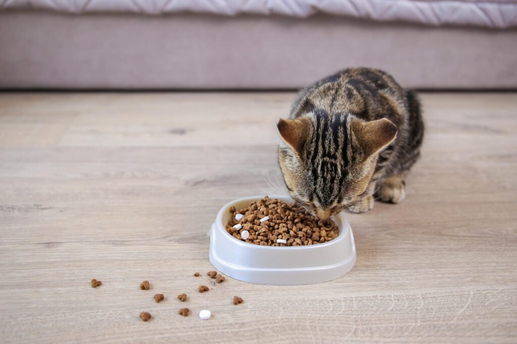 1920 the cat eats dry food and pills from a bowl