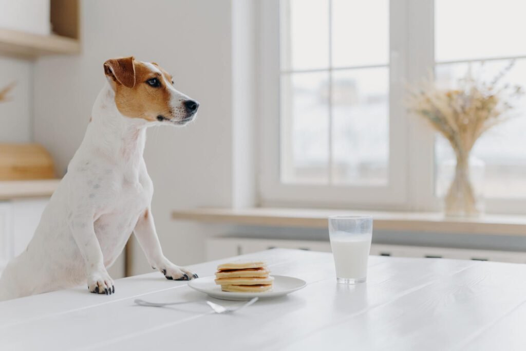 A dog sitting at a table