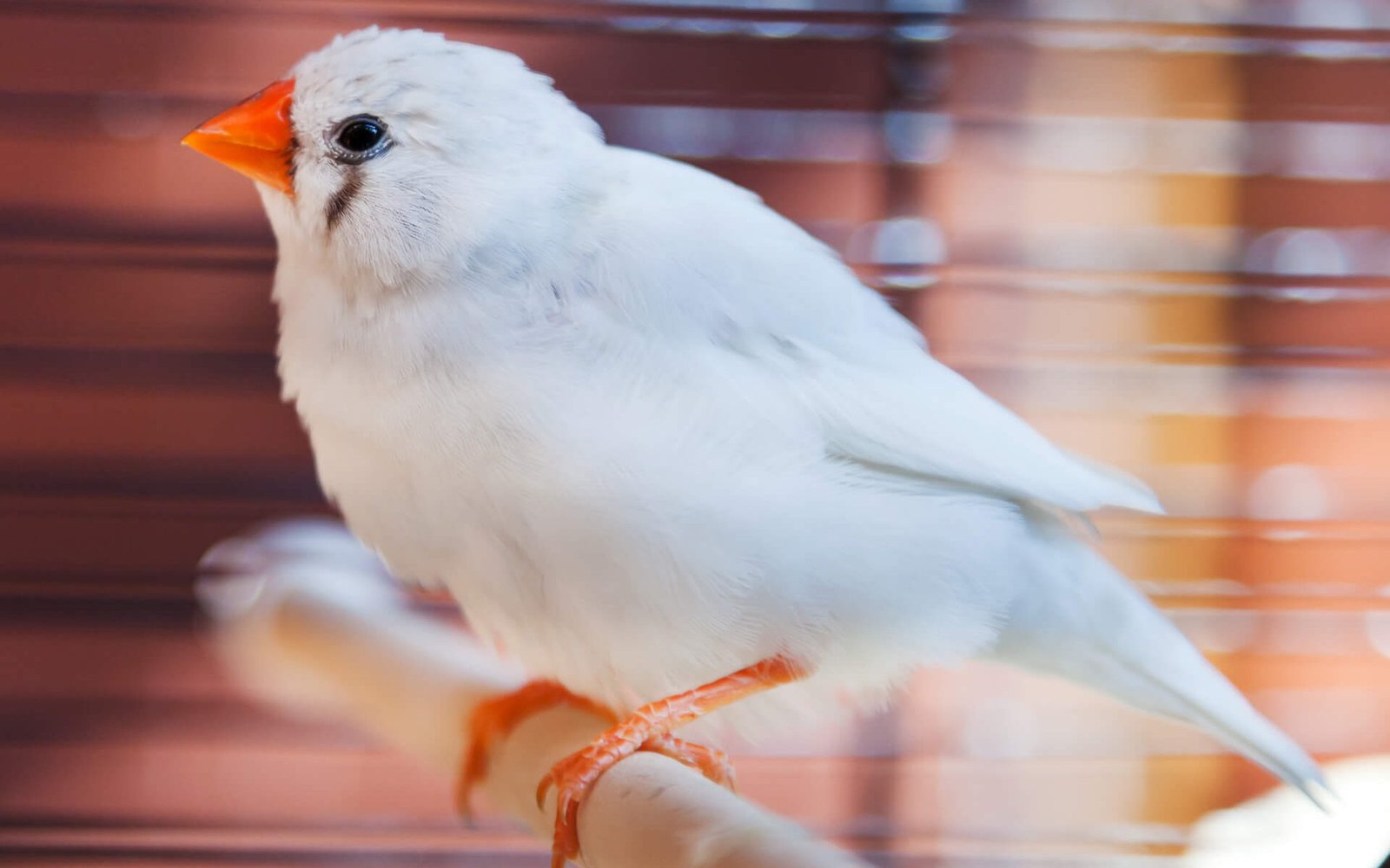 1920 white cut throat finch bird 1 edited