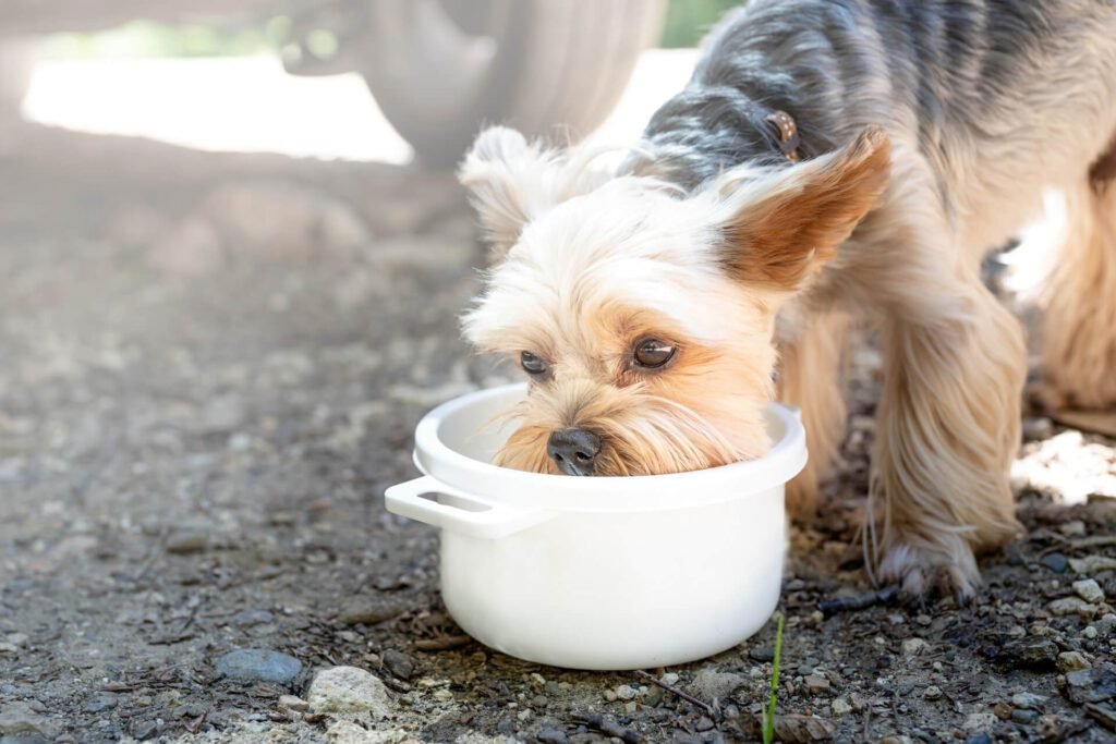 The dog drinks water from a bowl