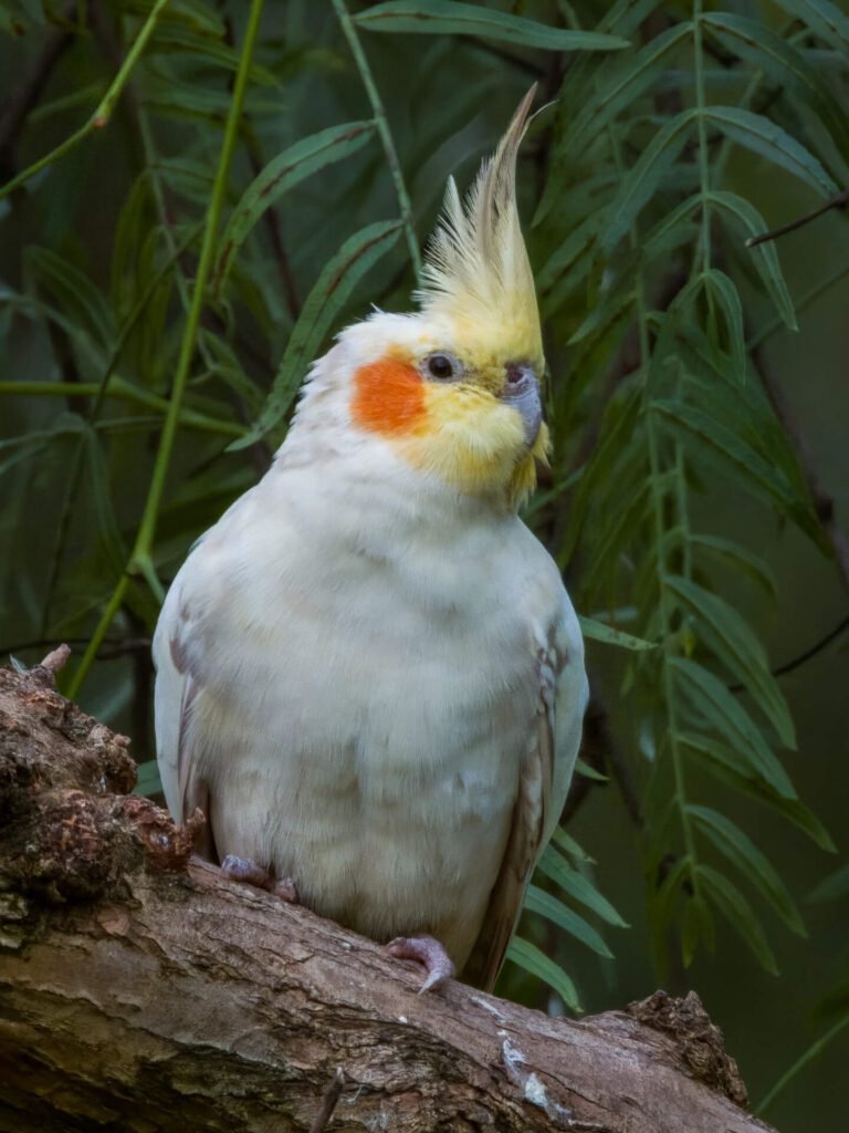 Cockatiel bird on the tree