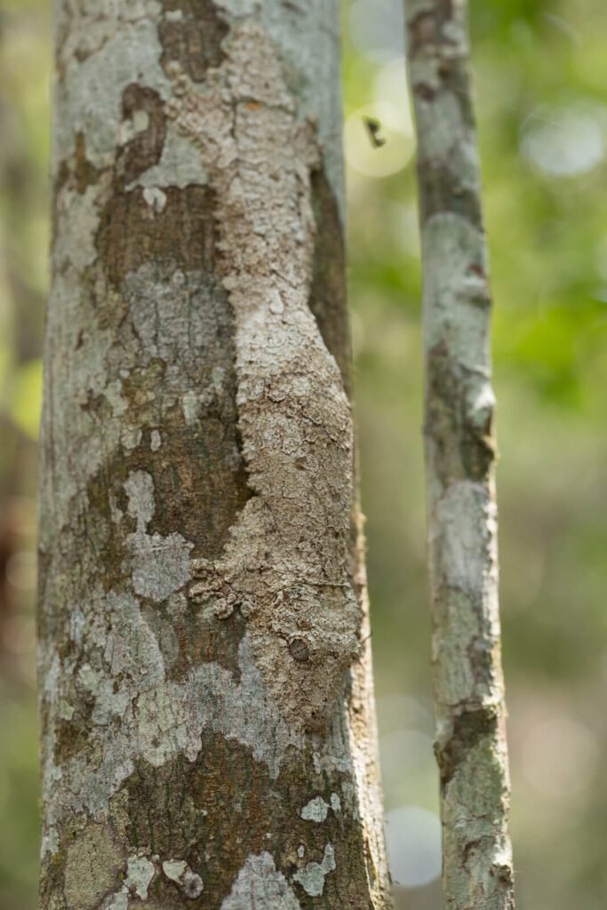 23411846 masked mossy leaf tailed gecko