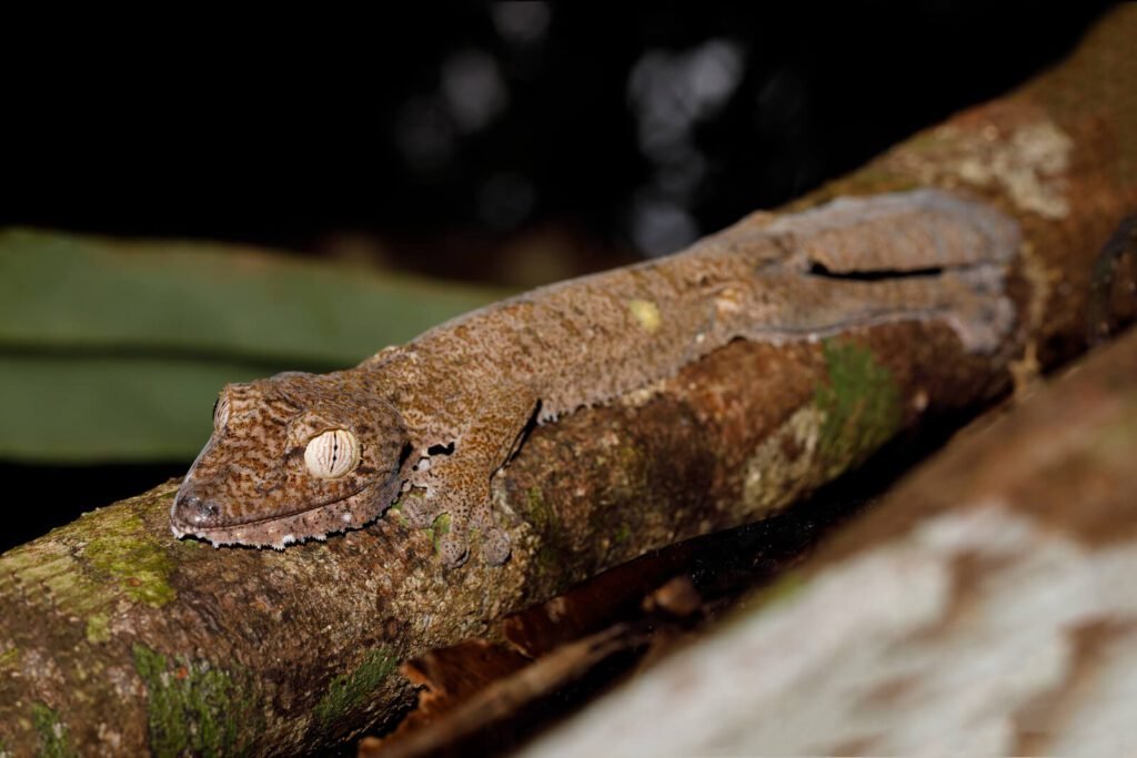 23568484 leaf tailed gecko uroplatus fimbriatus madagascar