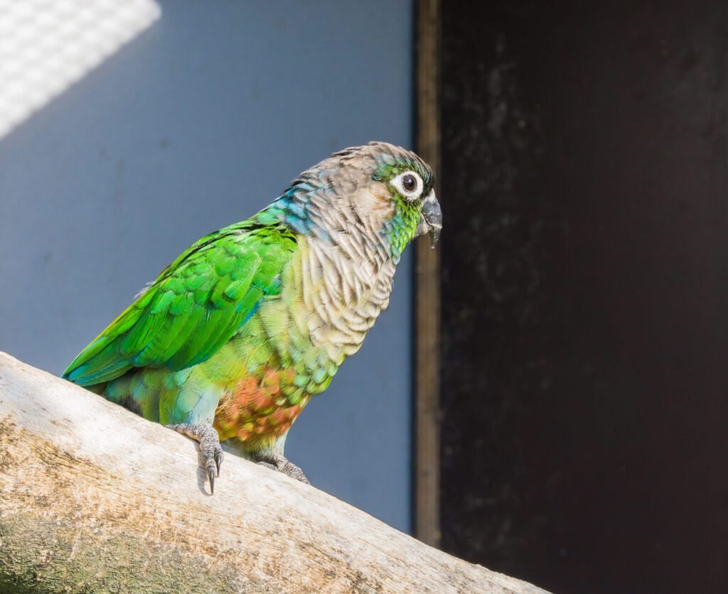 27252160 beautiful closeup of a green cheeked parakeet a small parrot from brazil