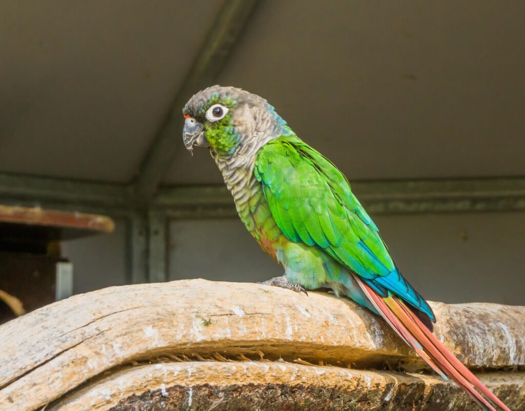 27252162 green cheeked parakeet from a side view a tropical and colorful pet from brazil