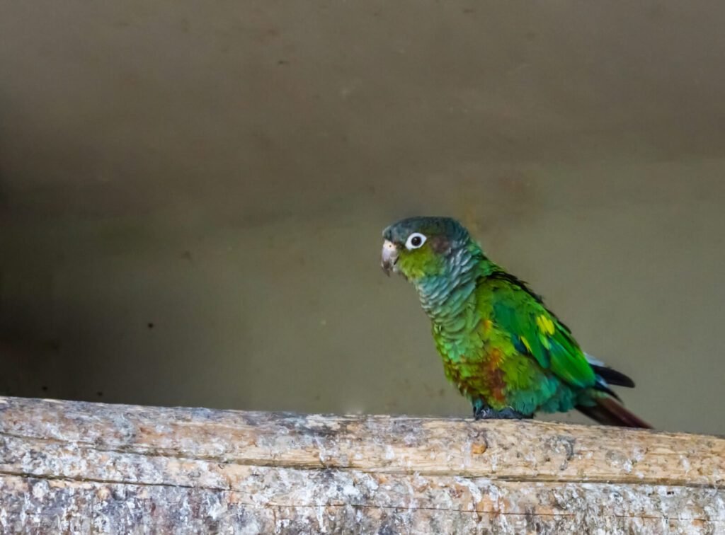 27252168 closeup of a green cheeked parakeet walking over a branch a colorful small parrot from brazil