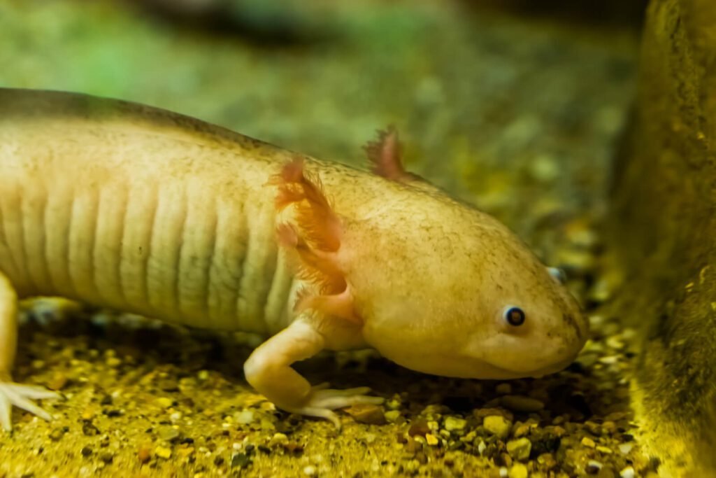 28556922 white axolotl in closeup mexican walking fish underwater salamander tropical amphibian from mexico critically endangered animal specie