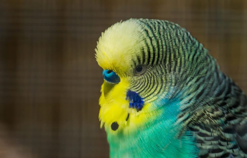 29728696 green and yellow budgie parakeet with its face in closeup tropical bird specie from australia 1