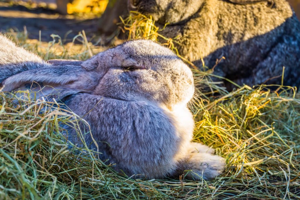 29834422 closeup of a grey european rabbit popular domesticated bunny specie