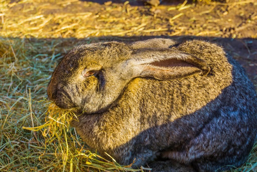 29867832 european rabbit eating hay in closeup animal feeding popular domesticated bun