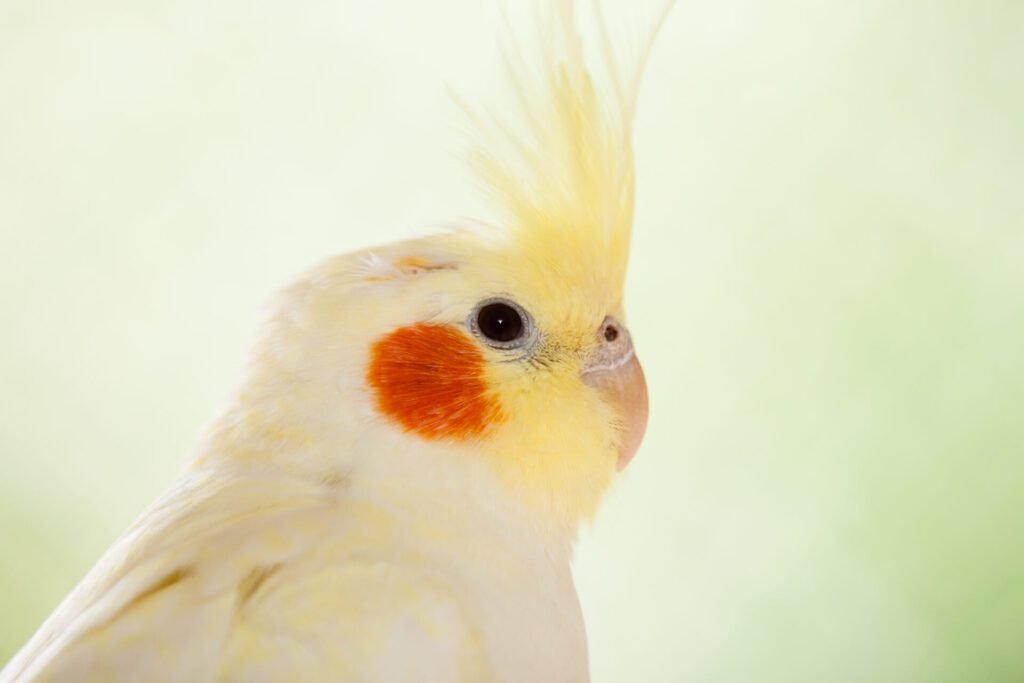 2Cockatiel bird