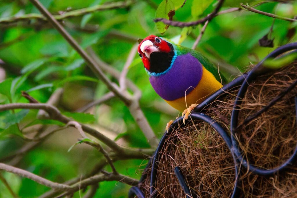 2gouldian finch