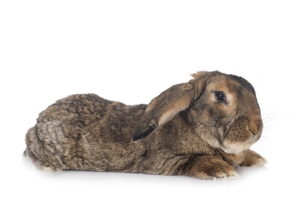 34411824 flemish giant rabbit