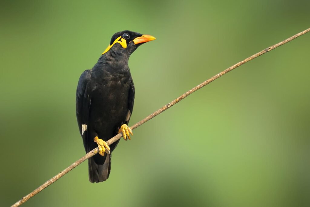 38823778 image of common hill myna bird gracula religiosa intermedia on nature background bird animals