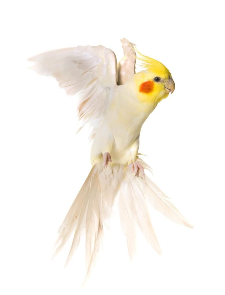 3Cockatiel bird