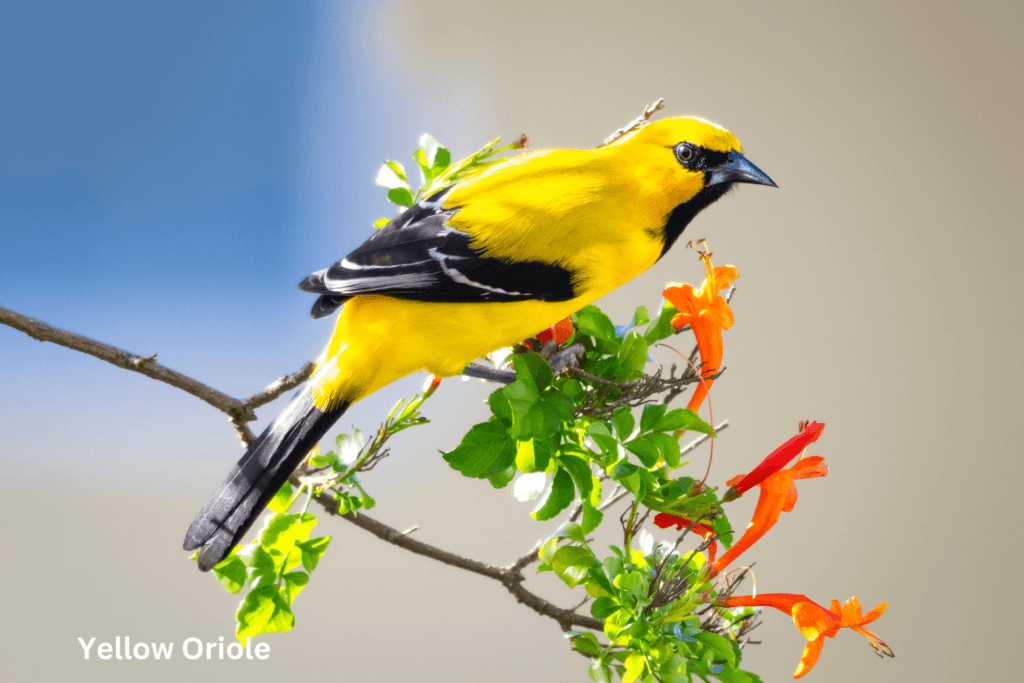 3Yellow Oriole