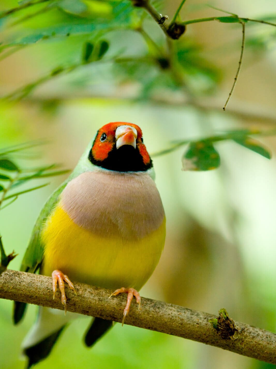 3gouldian finch edited