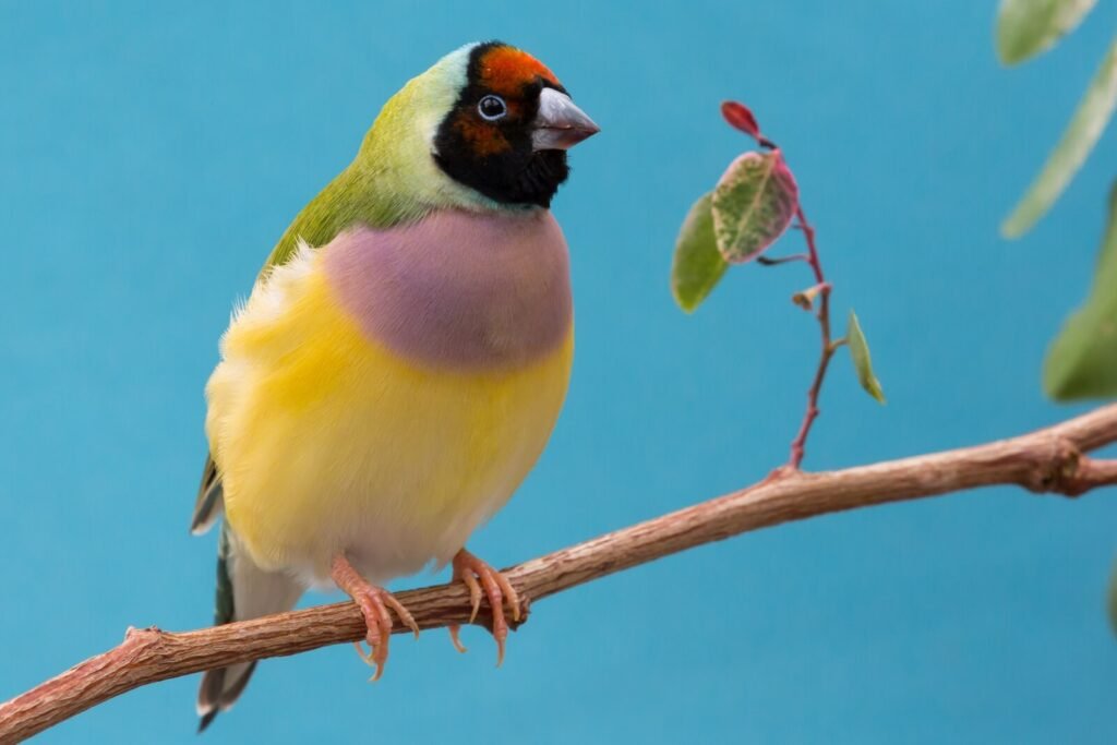 4gouldian finch