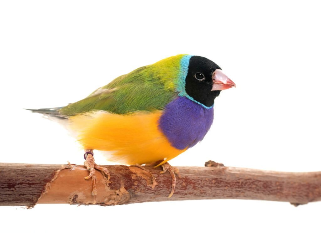 6gouldian finch