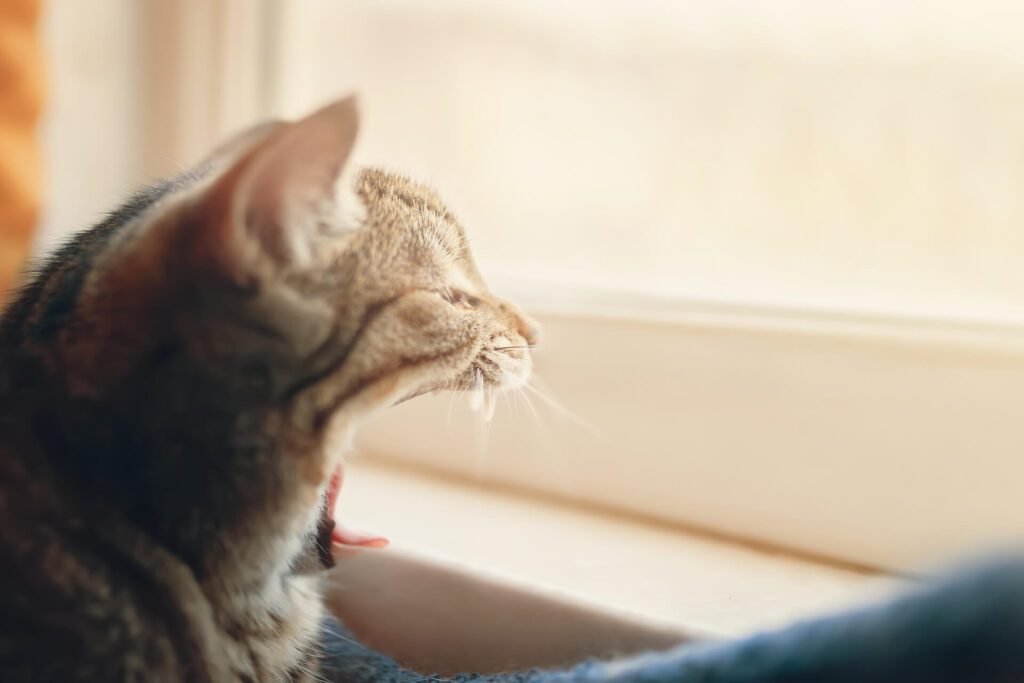 Yawning cat looking through the window